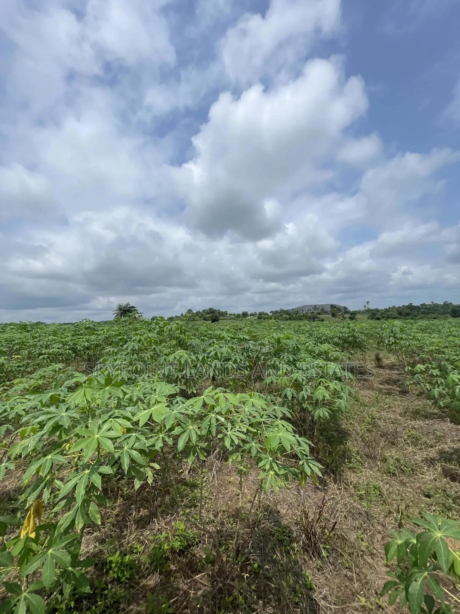 15 Acres of Farmland at Odo Ogun Iseyin