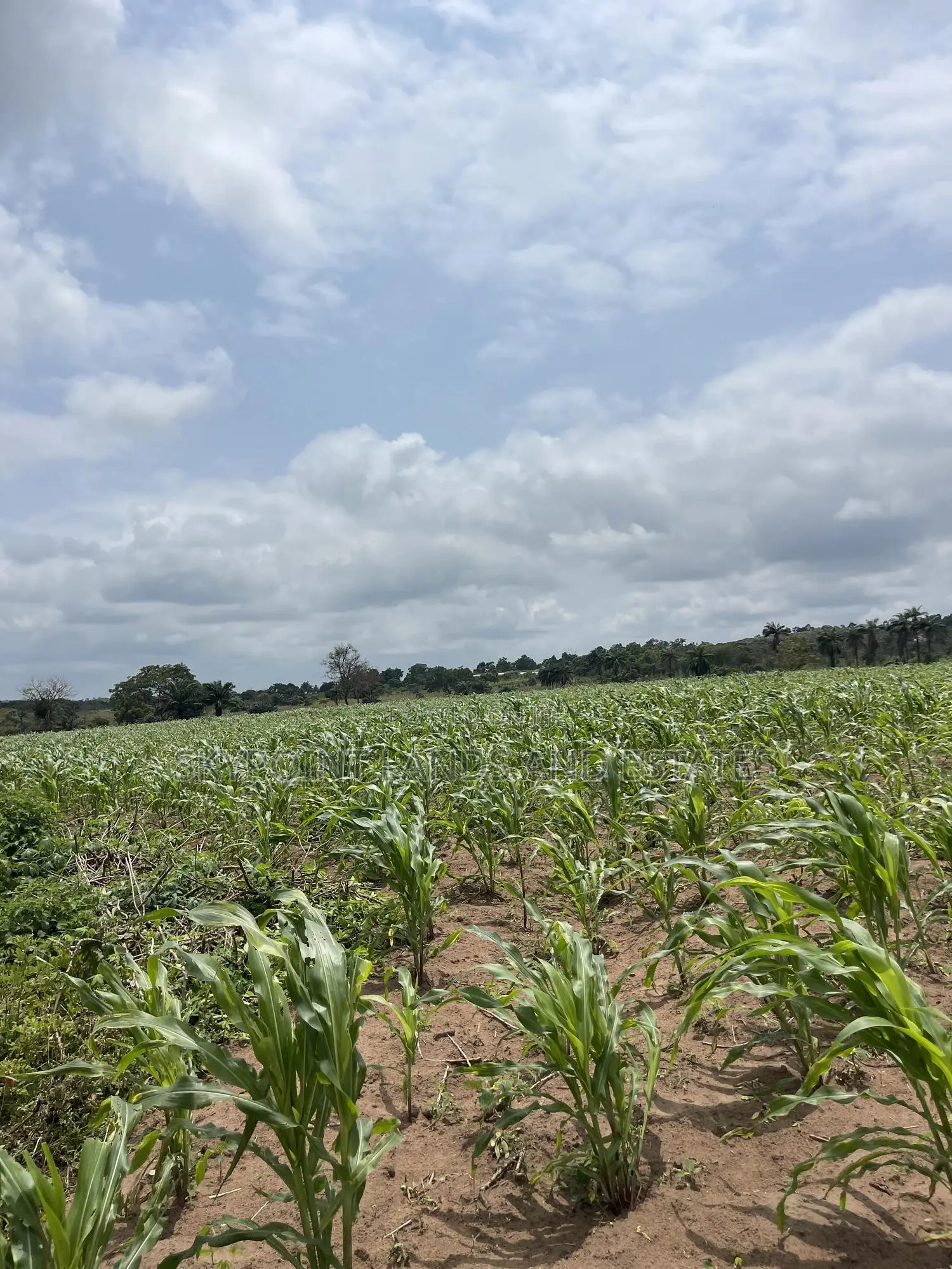 15 Acres of Farmland at Odo Ogun Iseyin