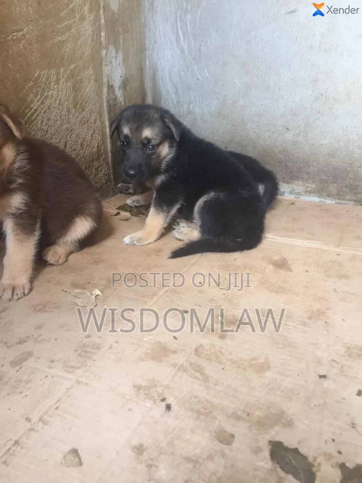 1-3 months Male Purebred German Shepherd