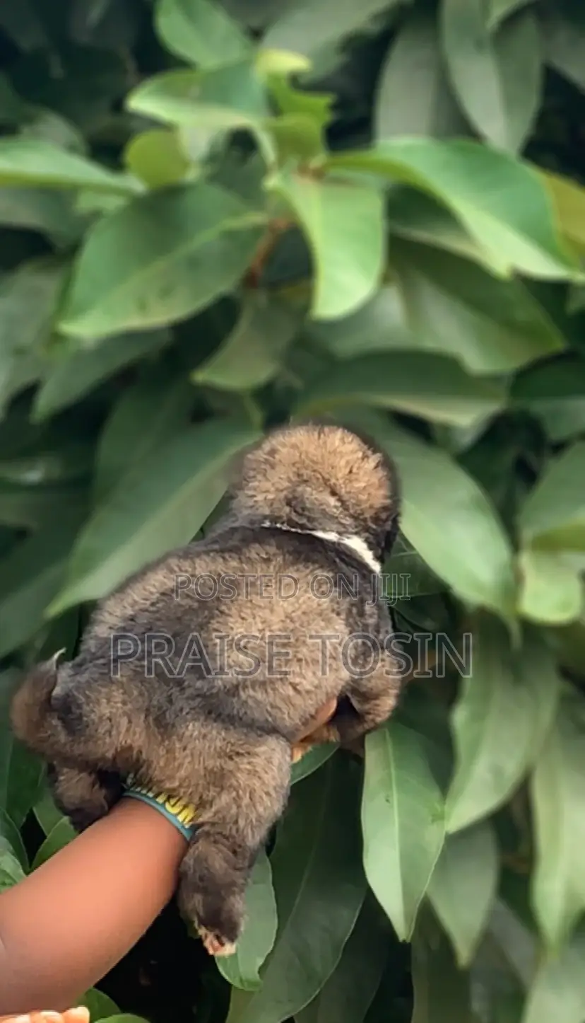 1-3 months Female Purebred Caucasian Shepherd