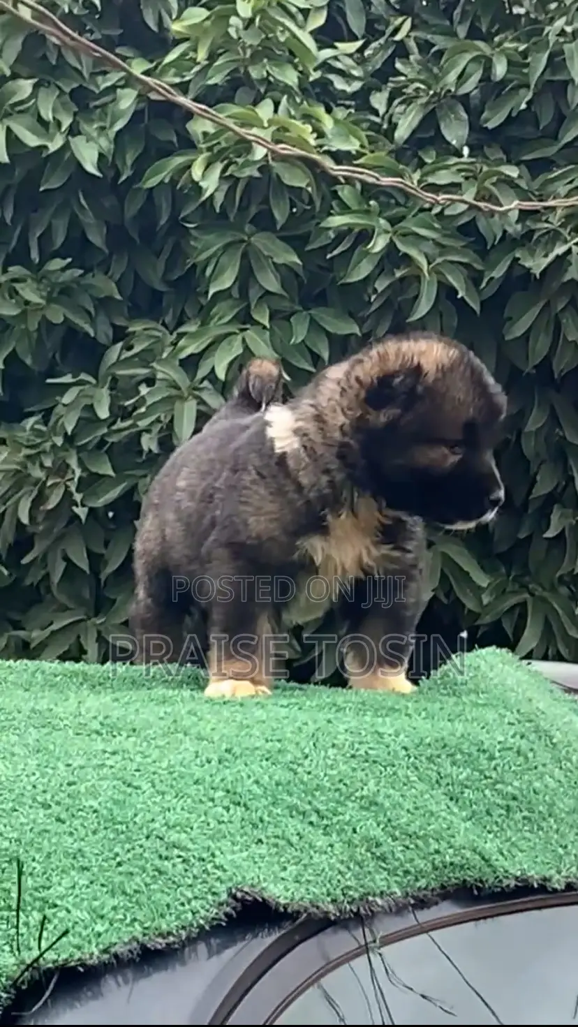 1-3 months Female Purebred Caucasian Shepherd