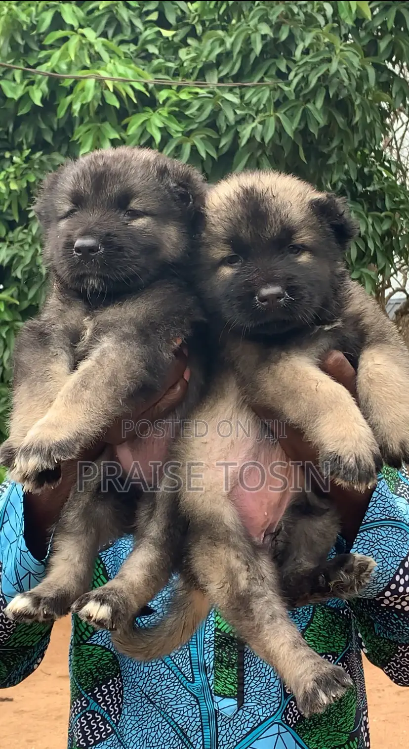 1-3 months Female Purebred Caucasian Shepherd