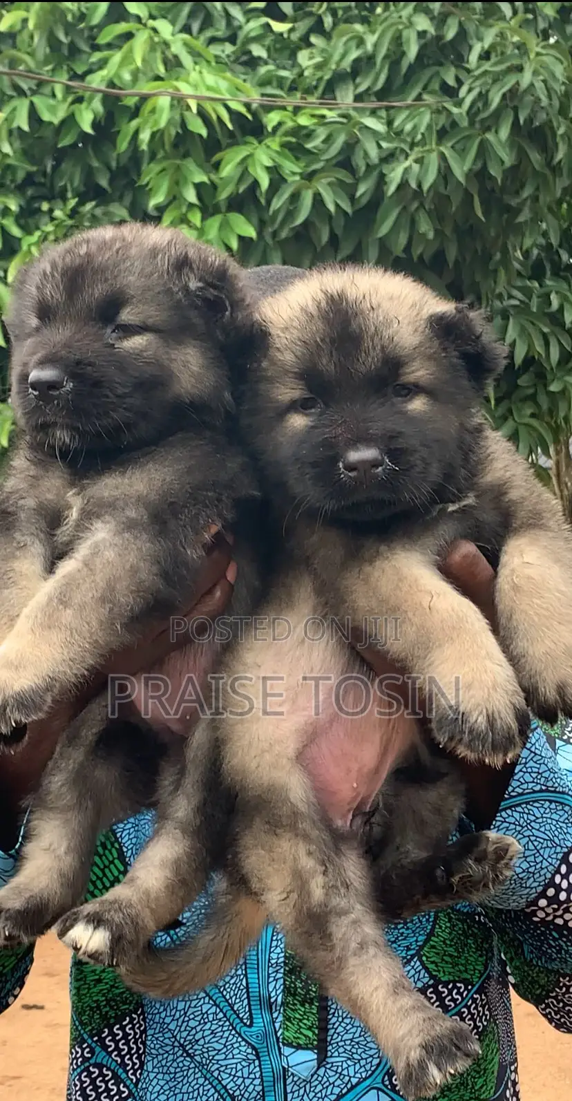 1-3 months Female Purebred Caucasian Shepherd