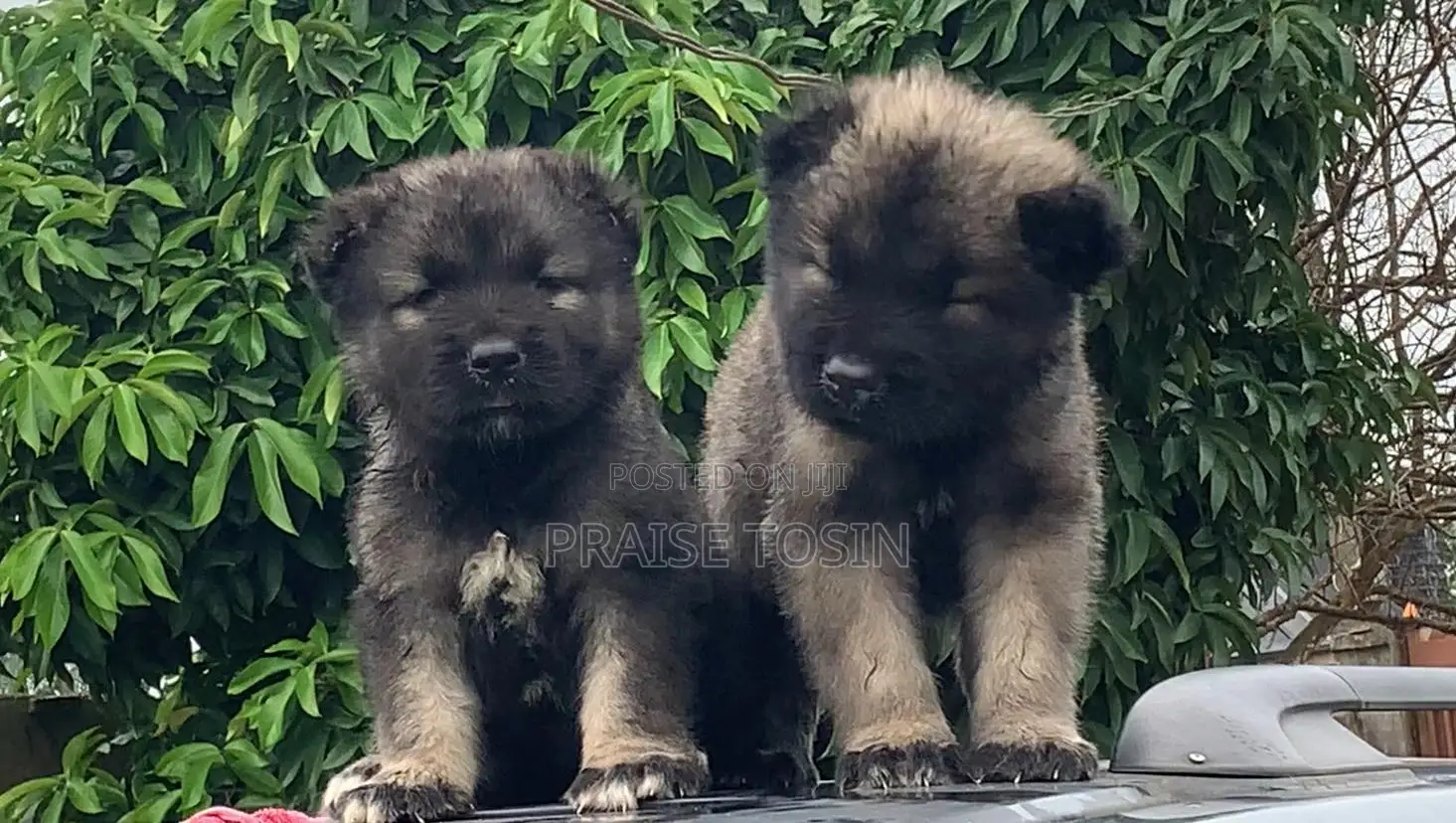 1-3 months Female Purebred Caucasian Shepherd