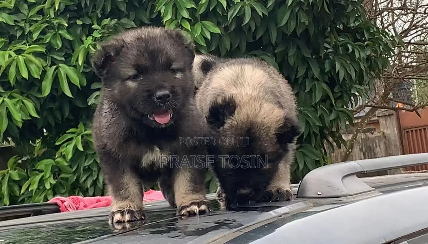 1-3 months Female Purebred Caucasian Shepherd