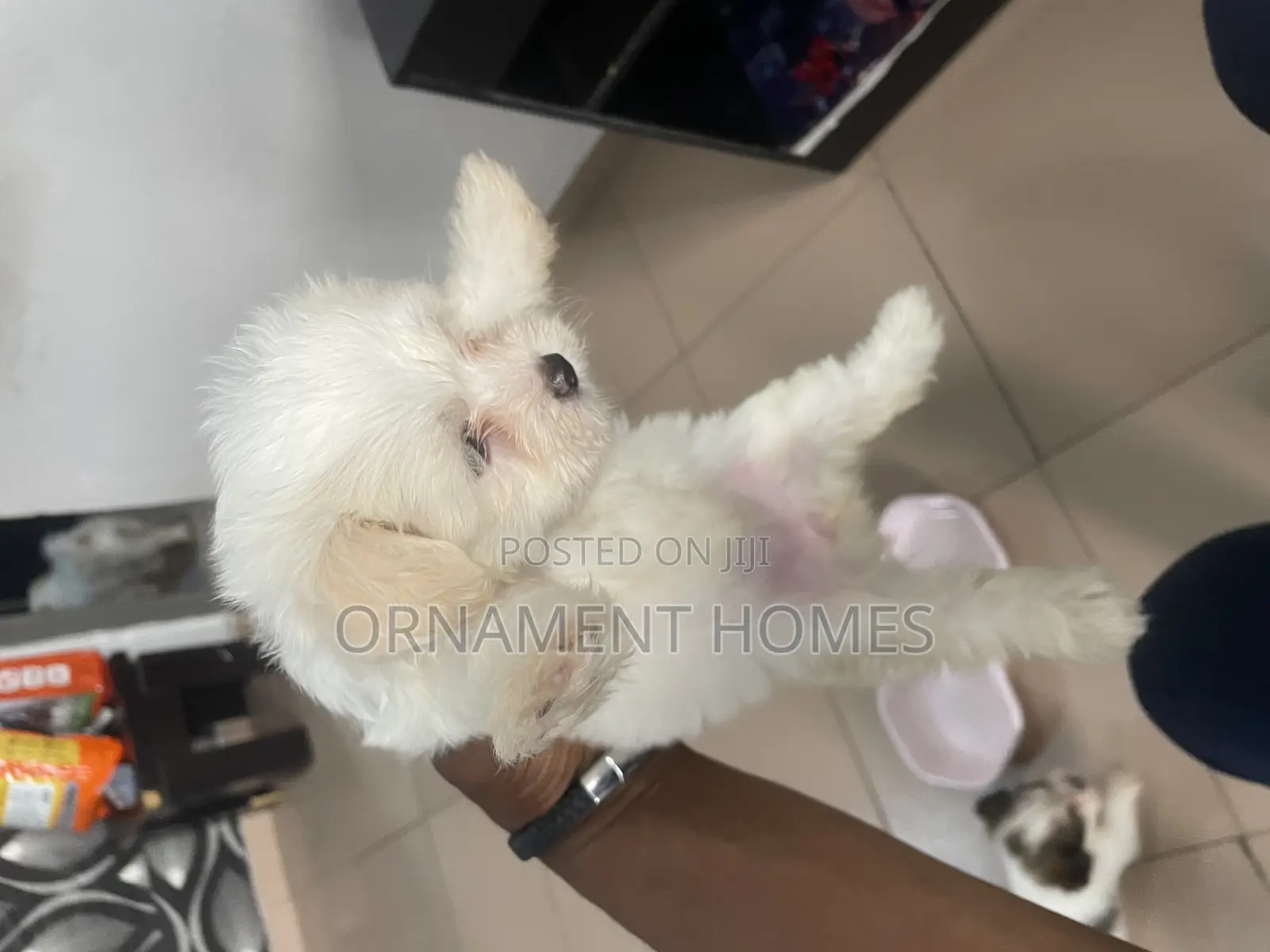 1-3 months Female Purebred Lhasa Apso
