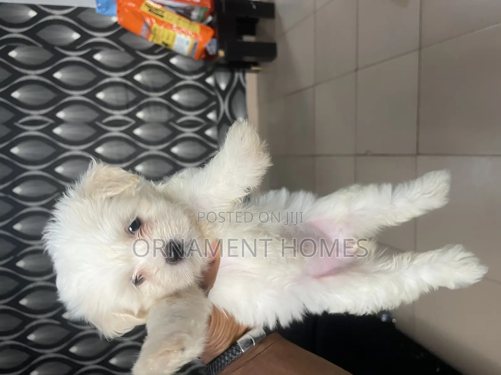 1-3 months Female Purebred Lhasa Apso