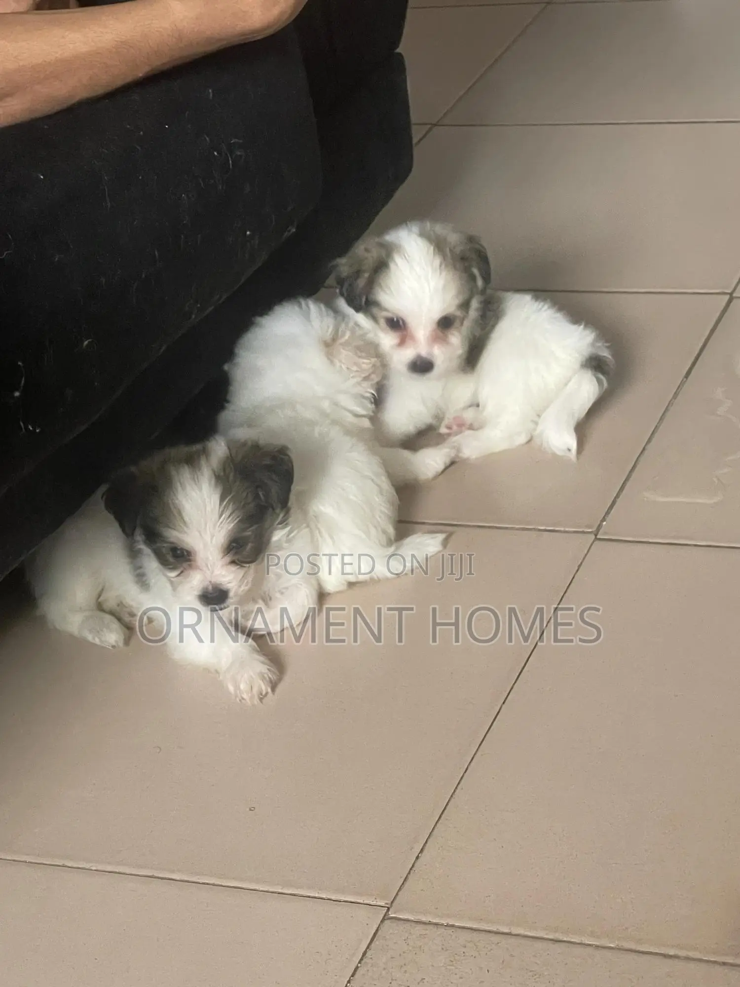 1-3 months Female Purebred Lhasa Apso