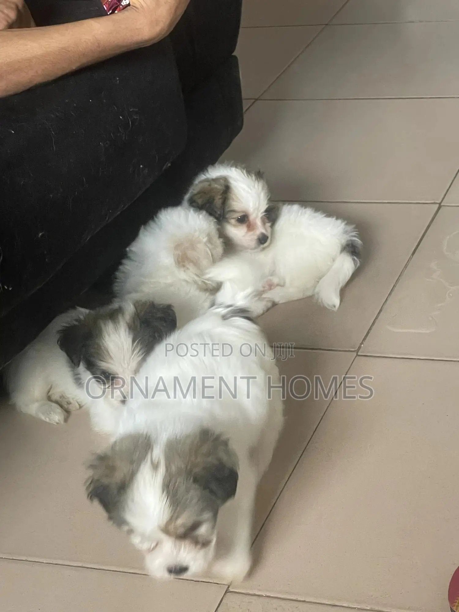 1-3 months Female Purebred Lhasa Apso