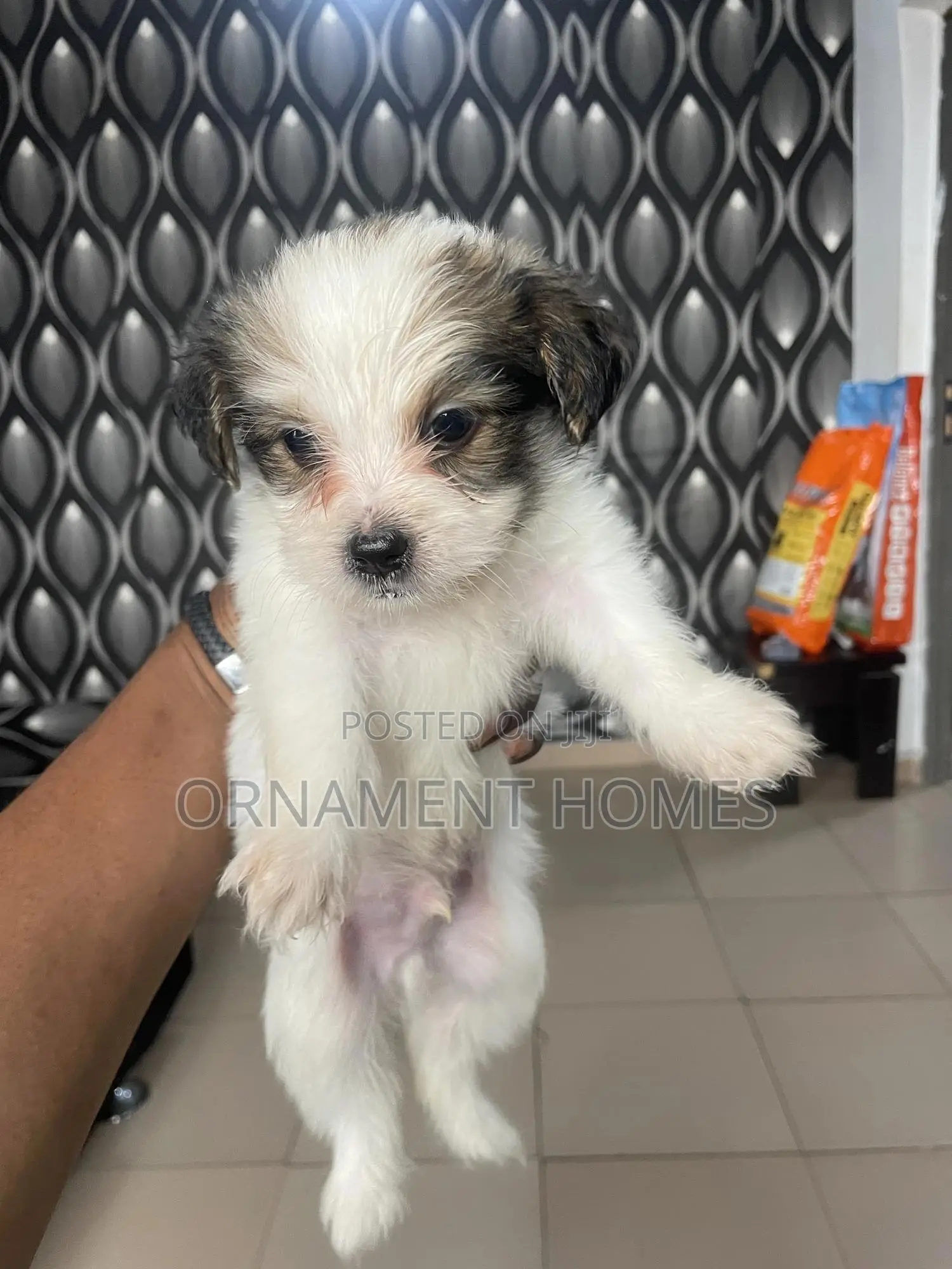 1-3 months Female Purebred Lhasa Apso