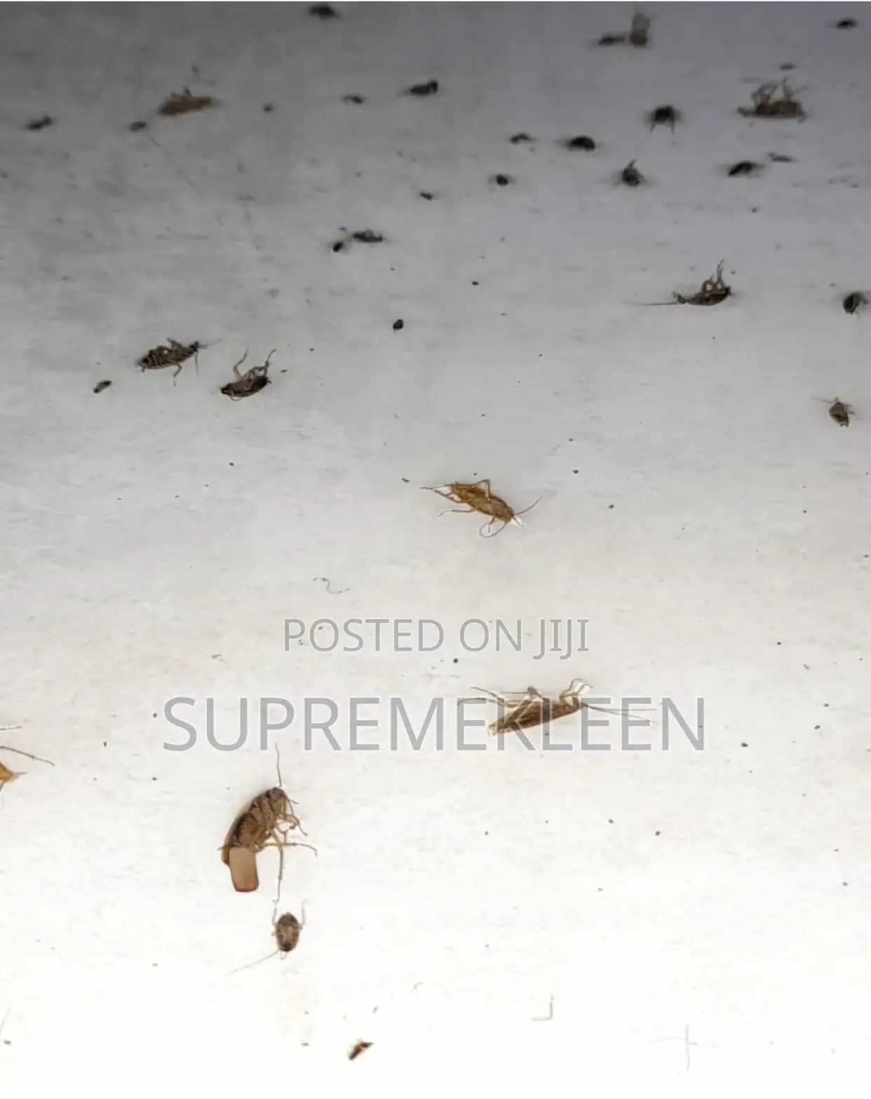Pest Elimination Company in Ajah Lagos