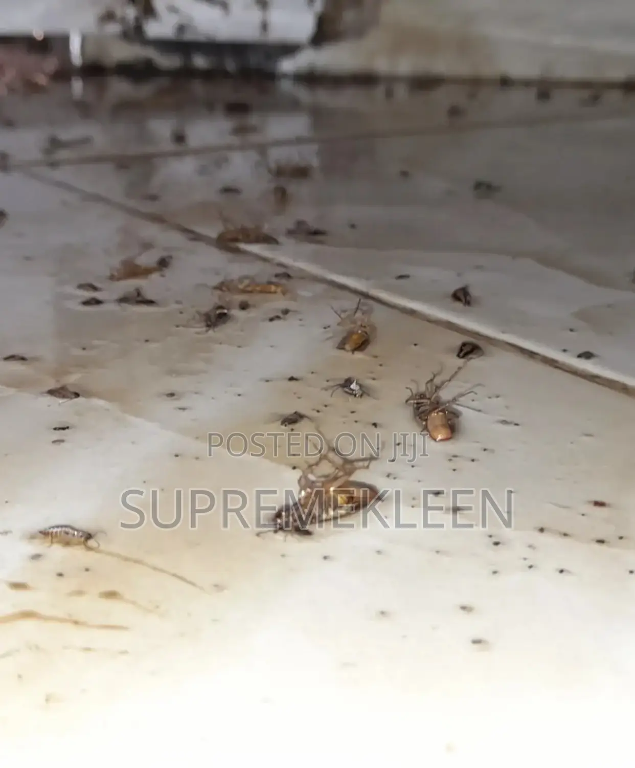 Pest Elimination Company in Ajah Lagos