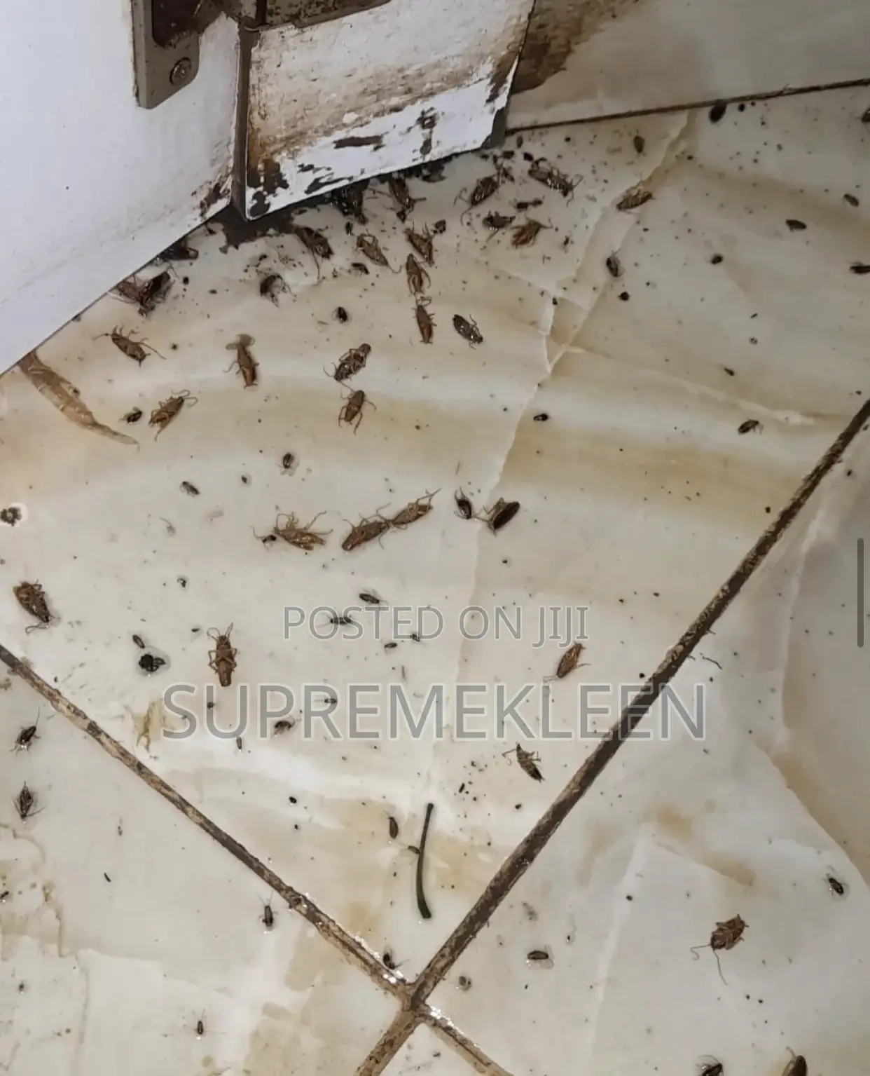 Pest Elimination Company in Ajah Lagos