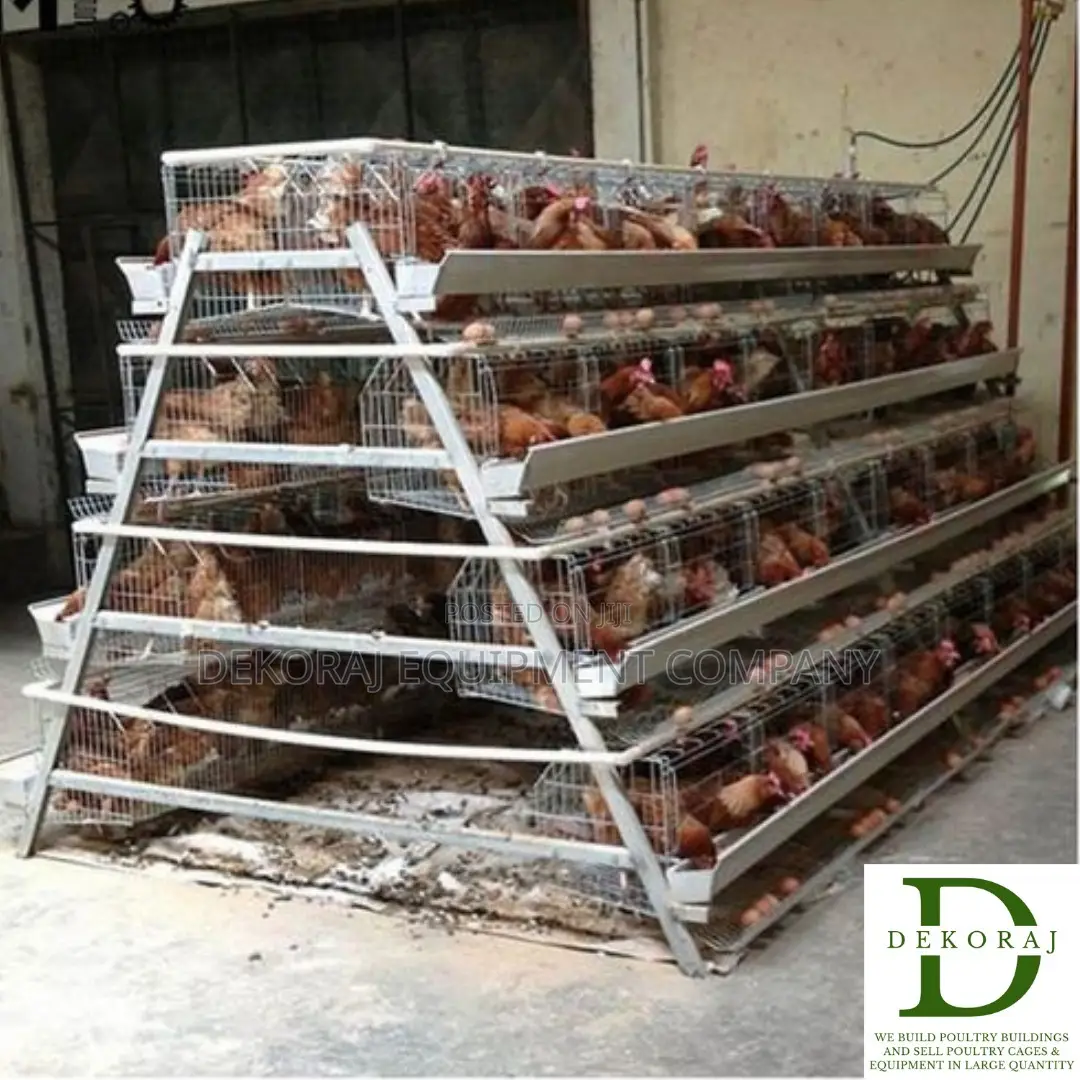 96 Capacity Poultry Cage, Bell Drinker, Point Of Lay