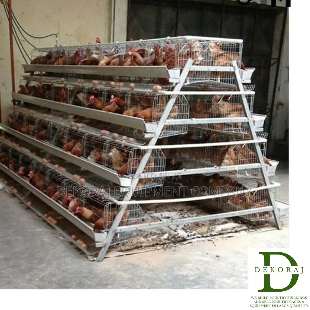 120 Capacity Poultry Cage, Chicken Drinker, Automatic Bell D