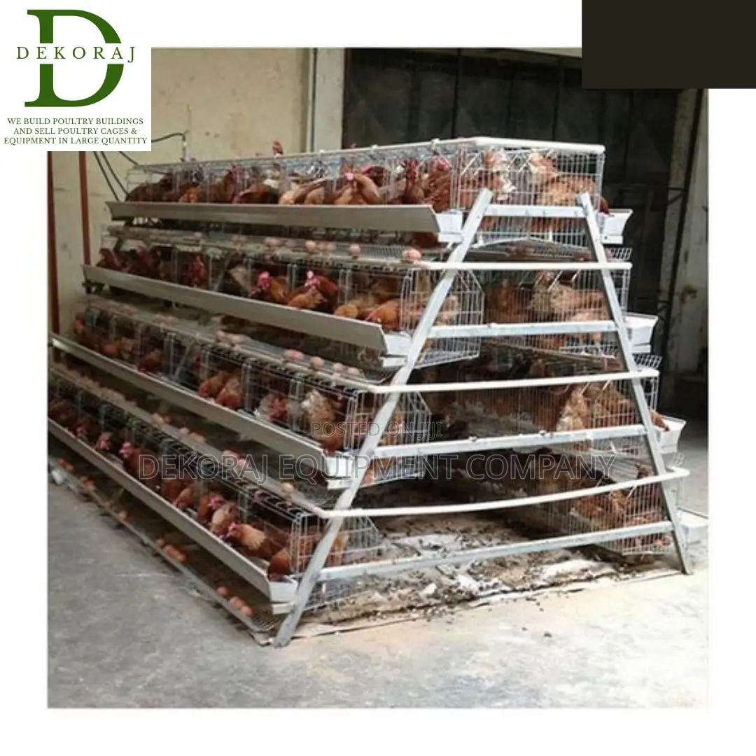 160 Capacity Poultry Cage, Manure Dryer, Automatic Drinkers