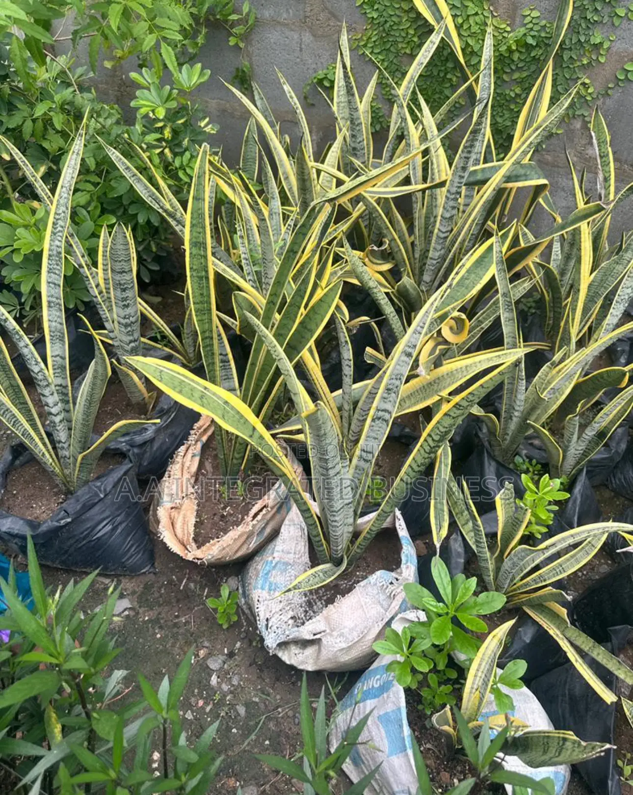 Snake Plant Real Plants Available