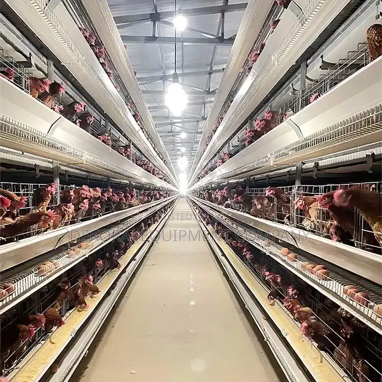 160 Automated Layer Cage With Auto Feeding,Cleaning,Egg Sys