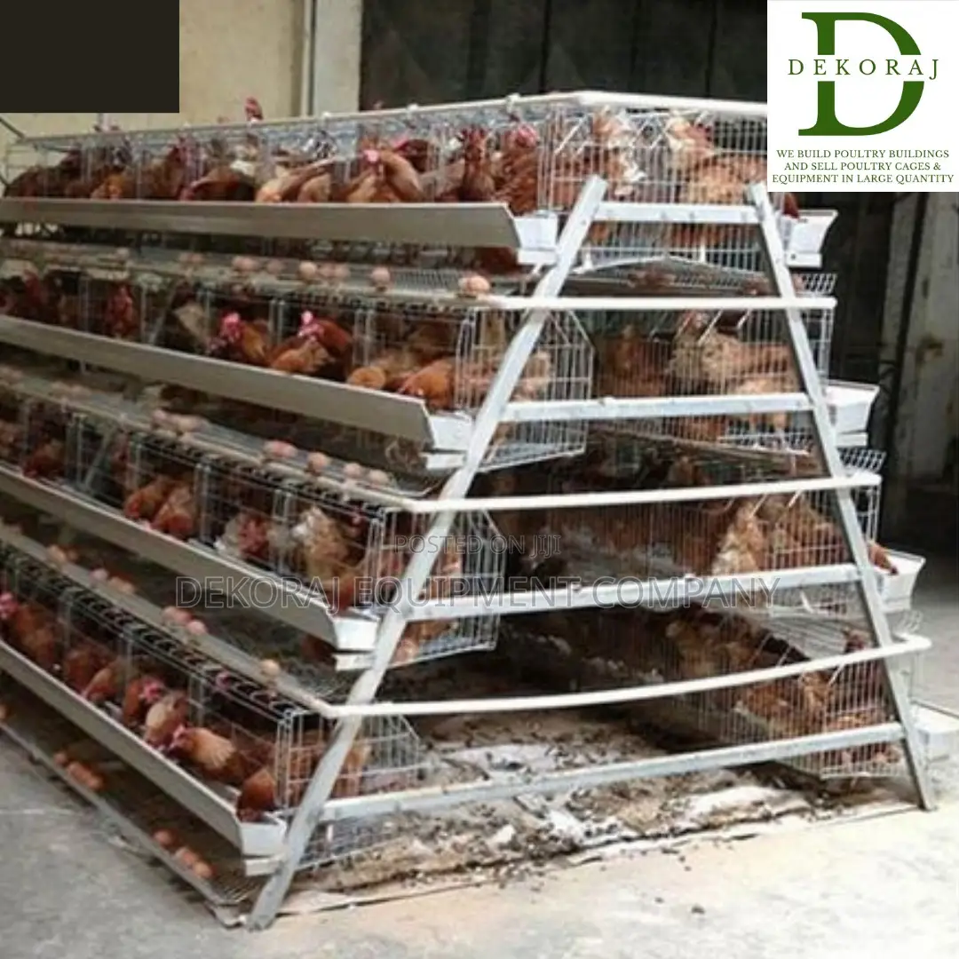 128 Capacity Poultry Cage, Day Old Pullet, Chicken Feeder