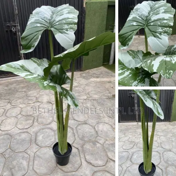 Buy Artificial Alocasia Cucullata Tree | 120cm