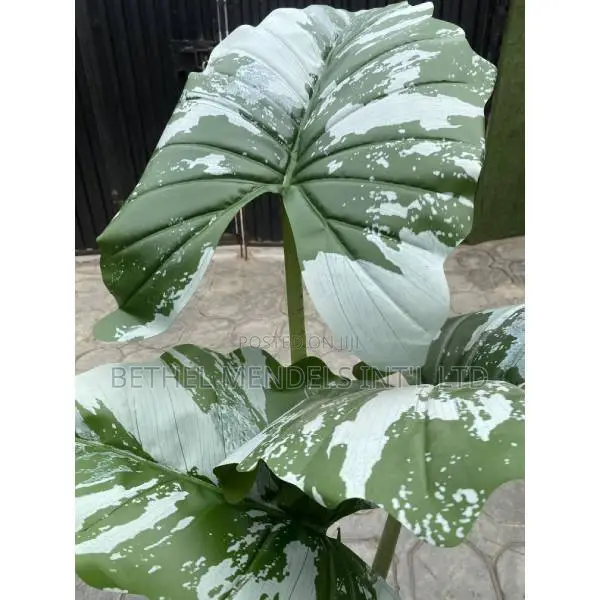 Buy Fake Alocasia Cucullata Tree | 120cm