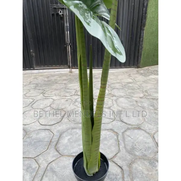 Buy Fake Alocasia Cucullata Tree | 120cm