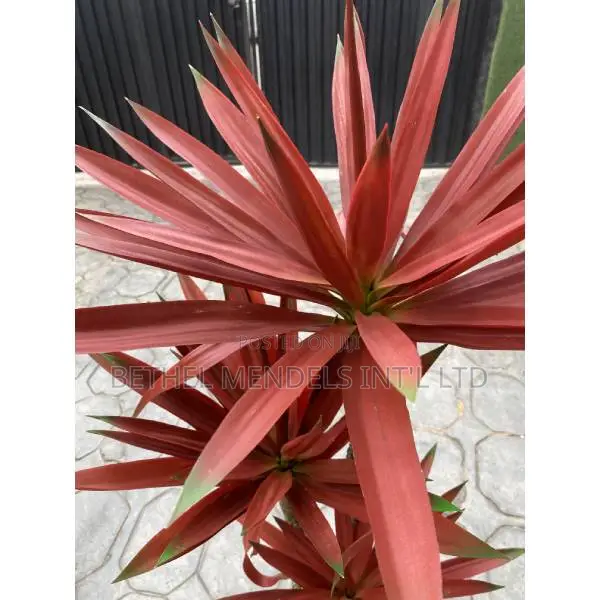 Fake Artificial Agave Tree | 140cm