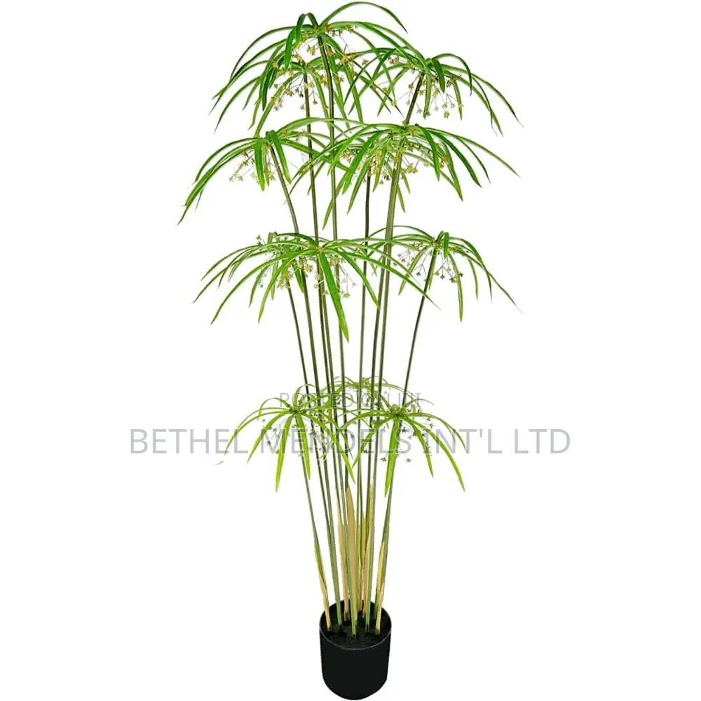 Buy Fake Graptopetalum Tree | 140cm
