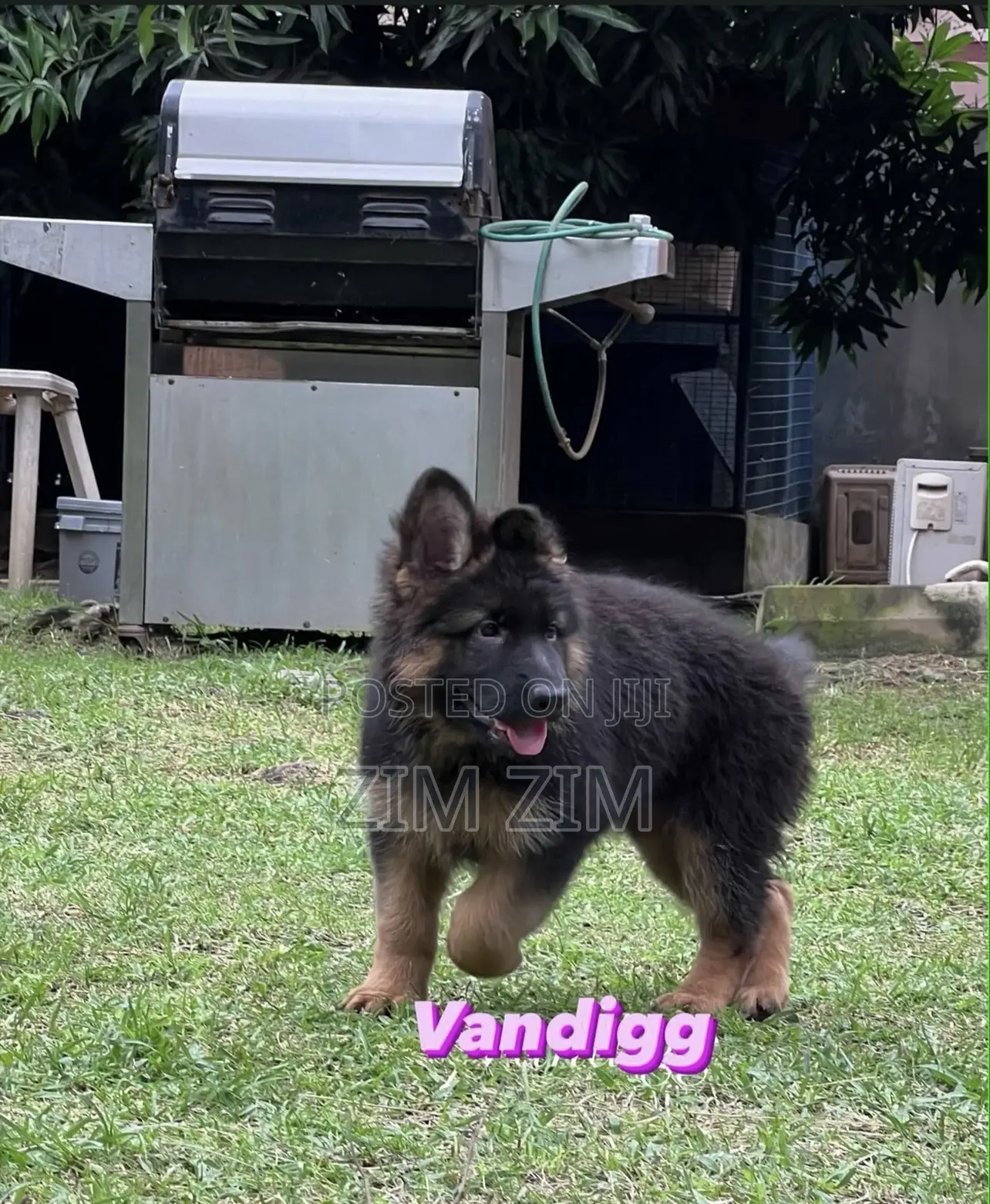 1+ year Male Purebred German Shepherd