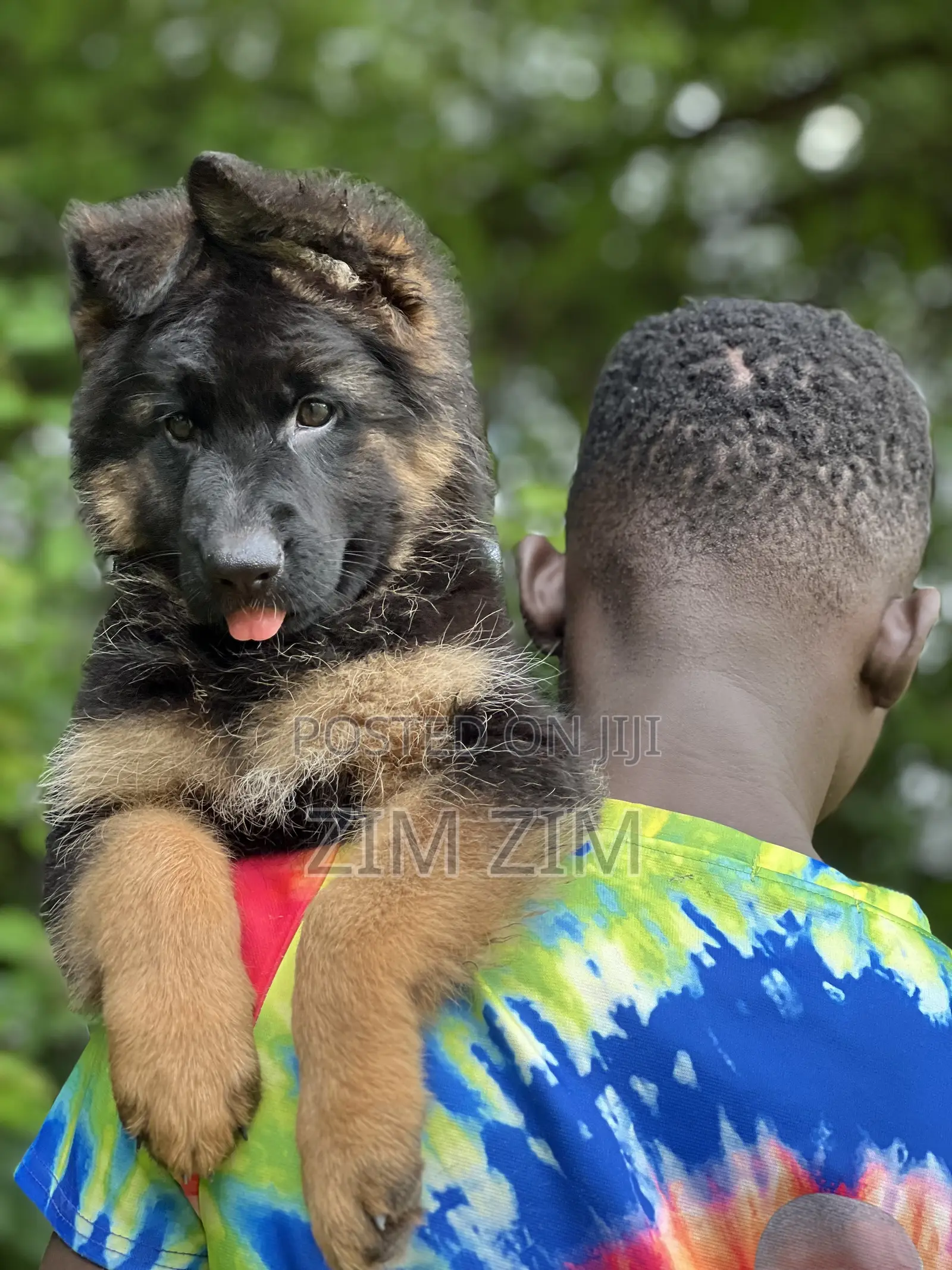 1+ year Male Purebred German Shepherd