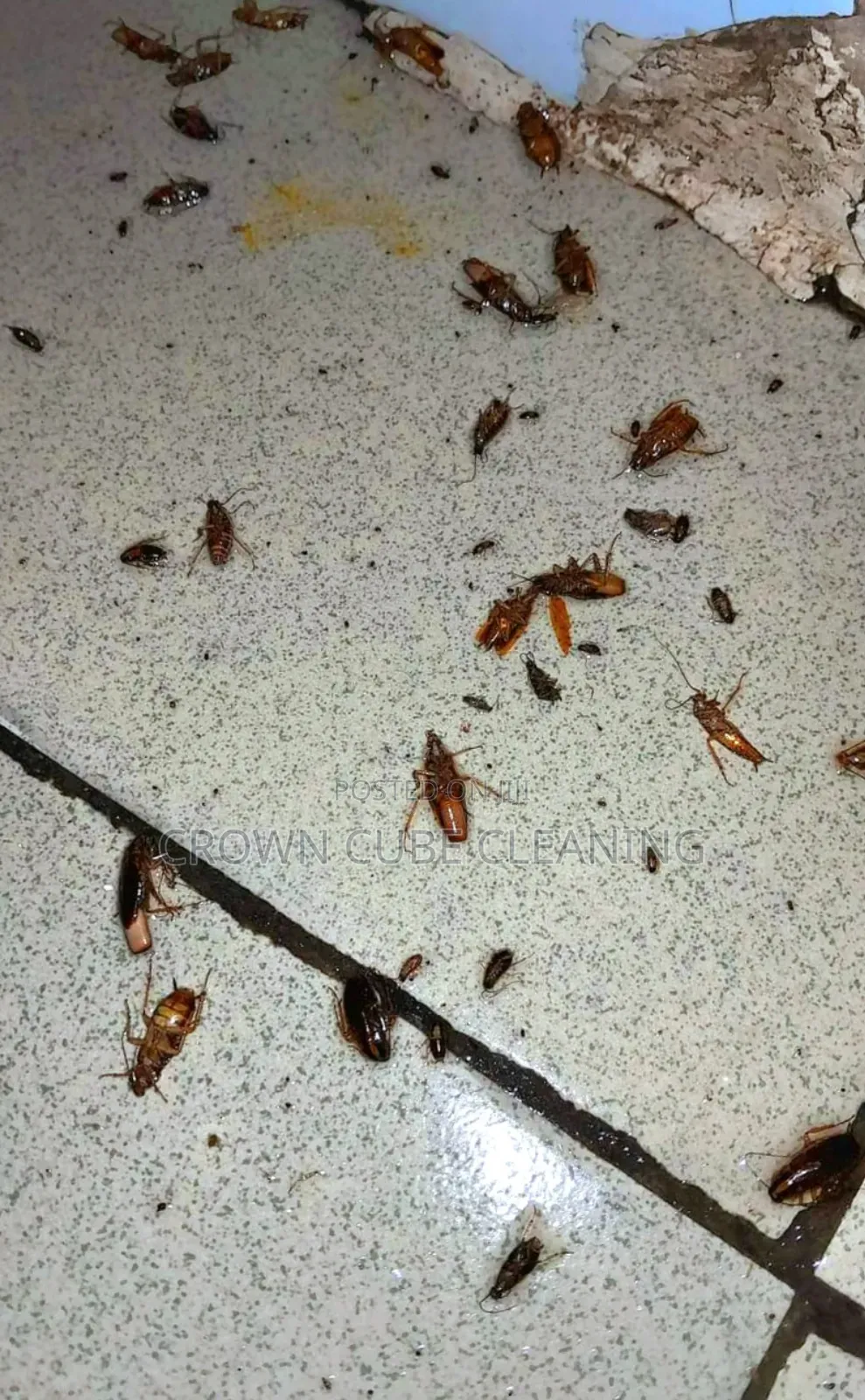Call Now for the Best Fumigation Services
