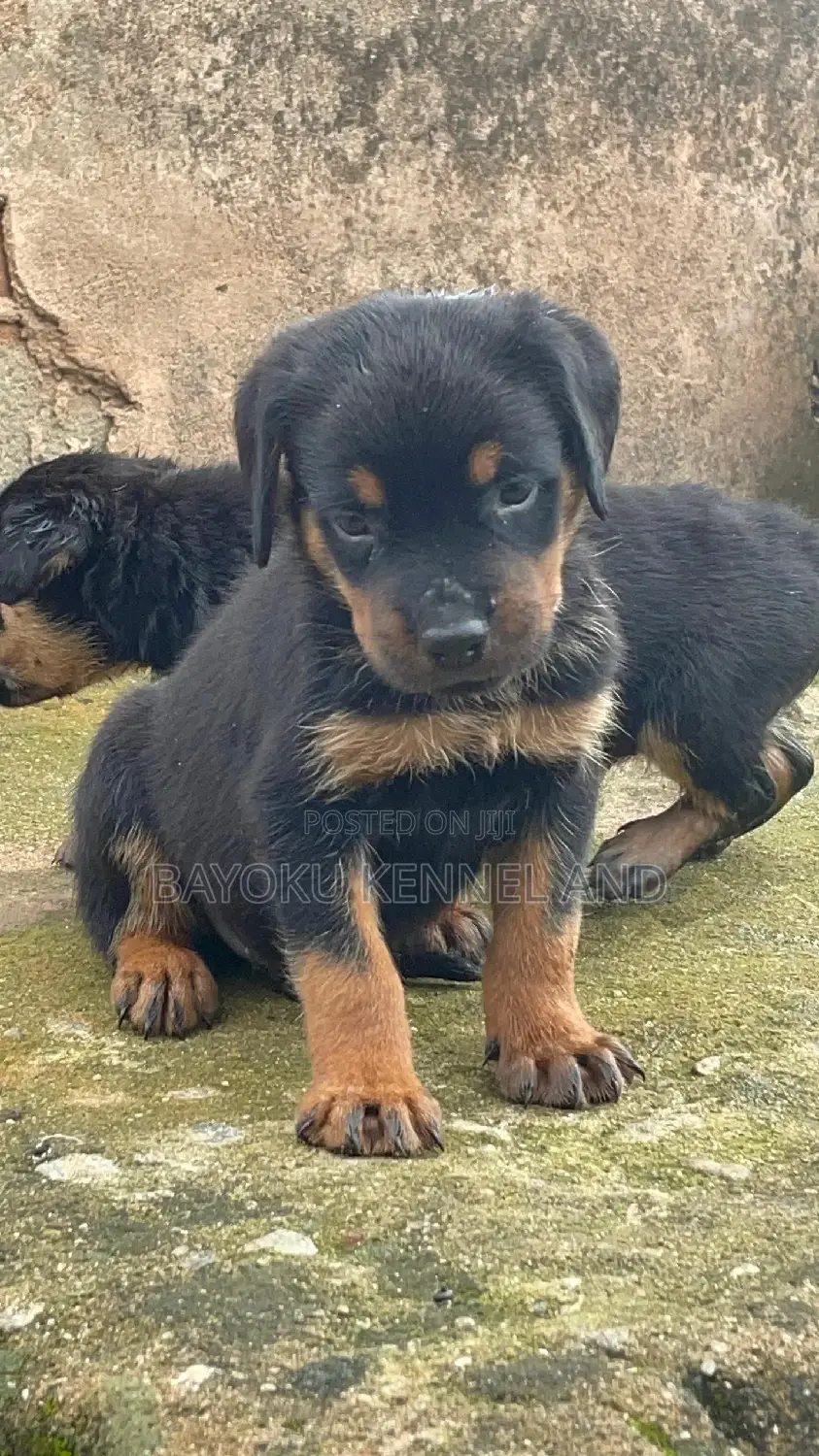 1-3 months Male Purebred Rottweiler