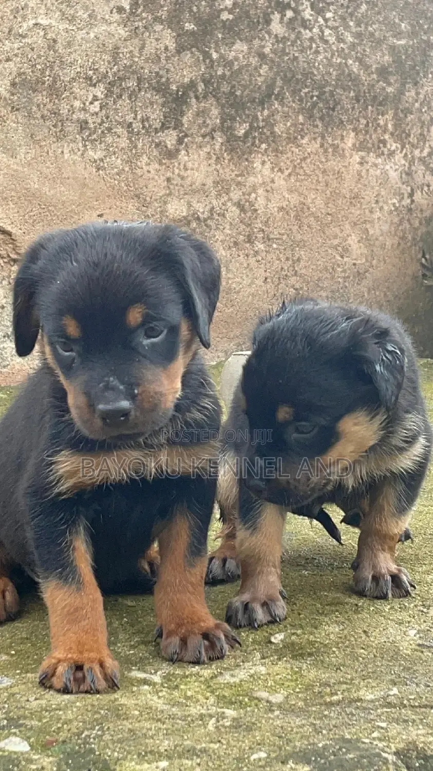 1-3 months Male Purebred Rottweiler