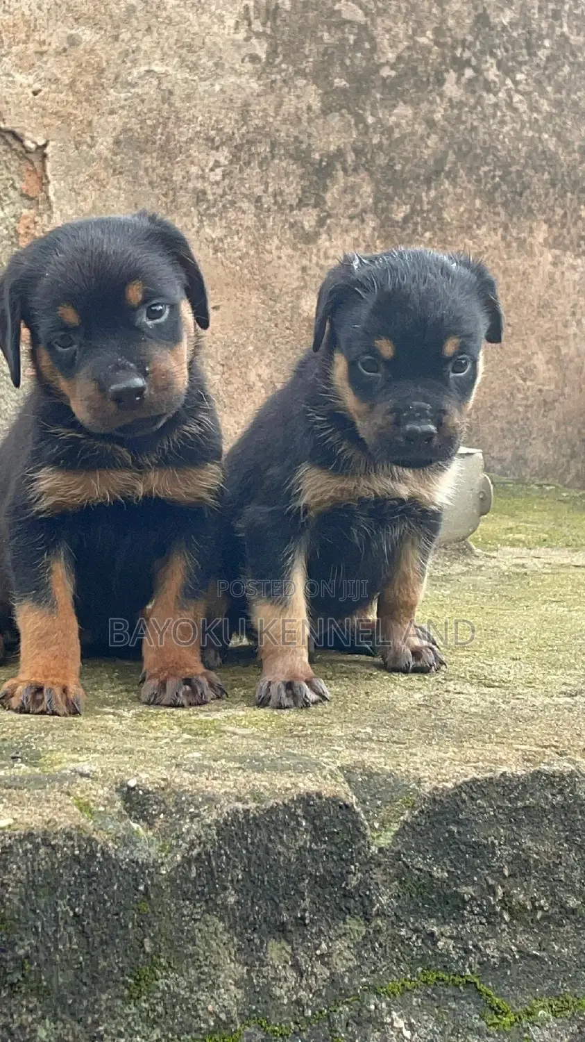 1-3 months Male Purebred Rottweiler