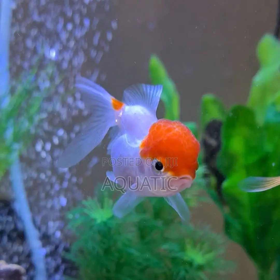 Red Cap Oranda Fish
