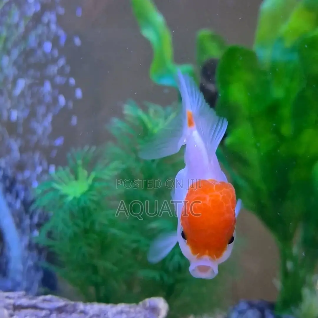 Red Cap Oranda Fish
