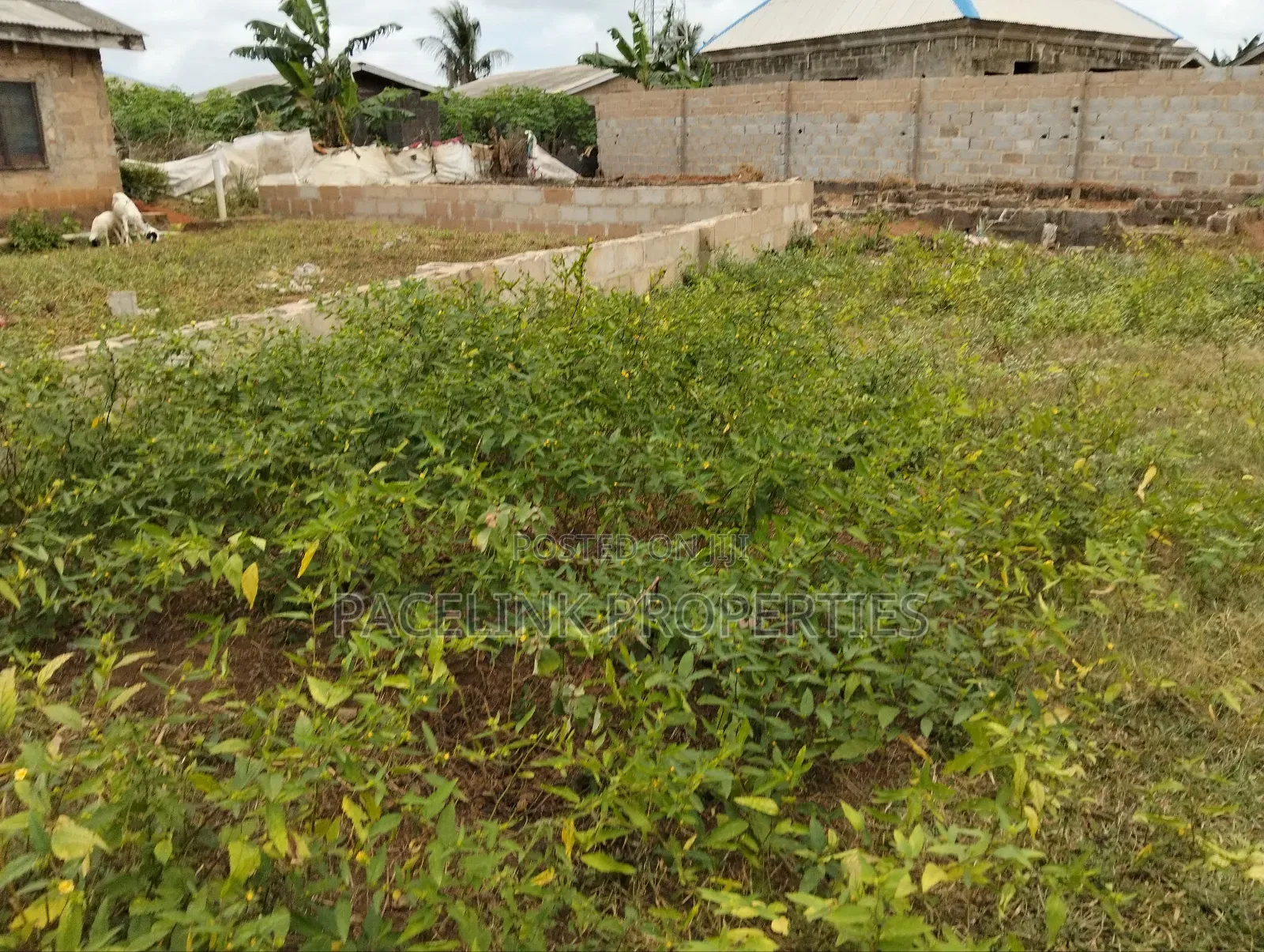 Half Plot of Land in a Very Decent Area