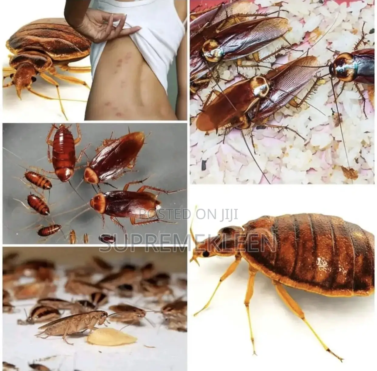 Fumigation Services, Pest Free Environment