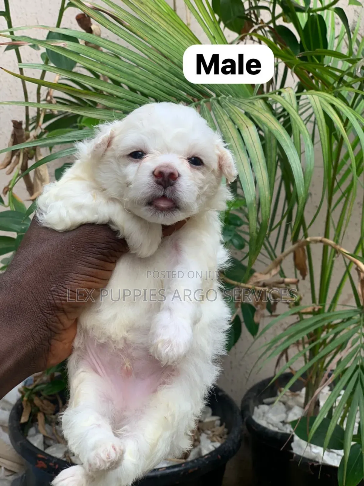 1-3 months Female Purebred American Eskimo