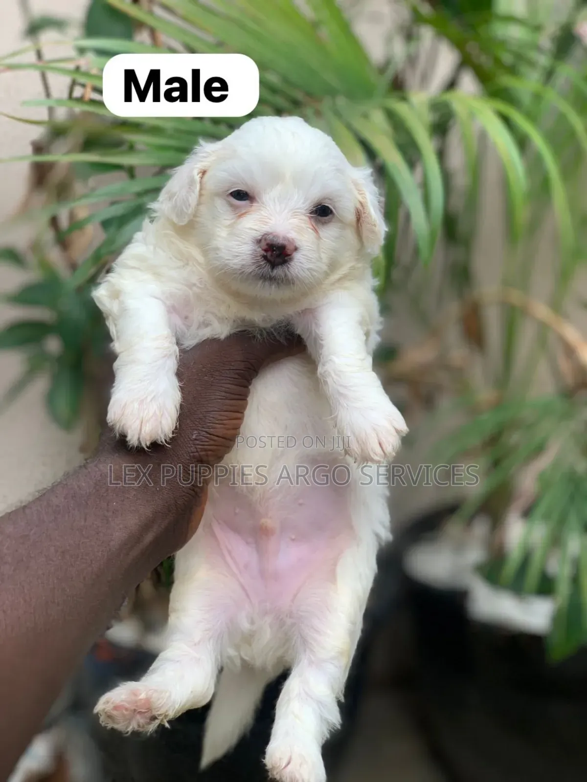 1-3 months Female Purebred American Eskimo