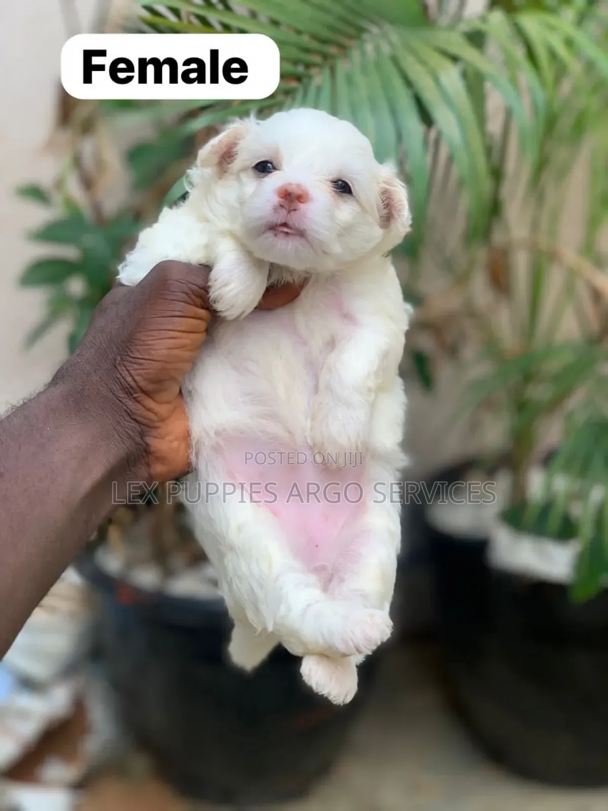 1-3 months Female Purebred American Eskimo