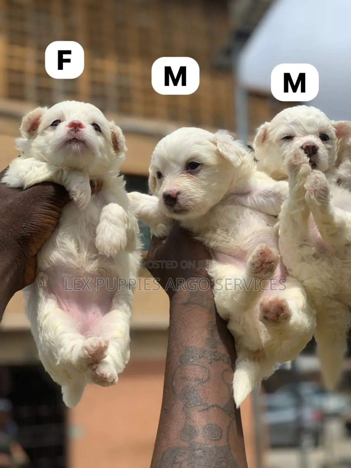 1-3 months Female Purebred American Eskimo