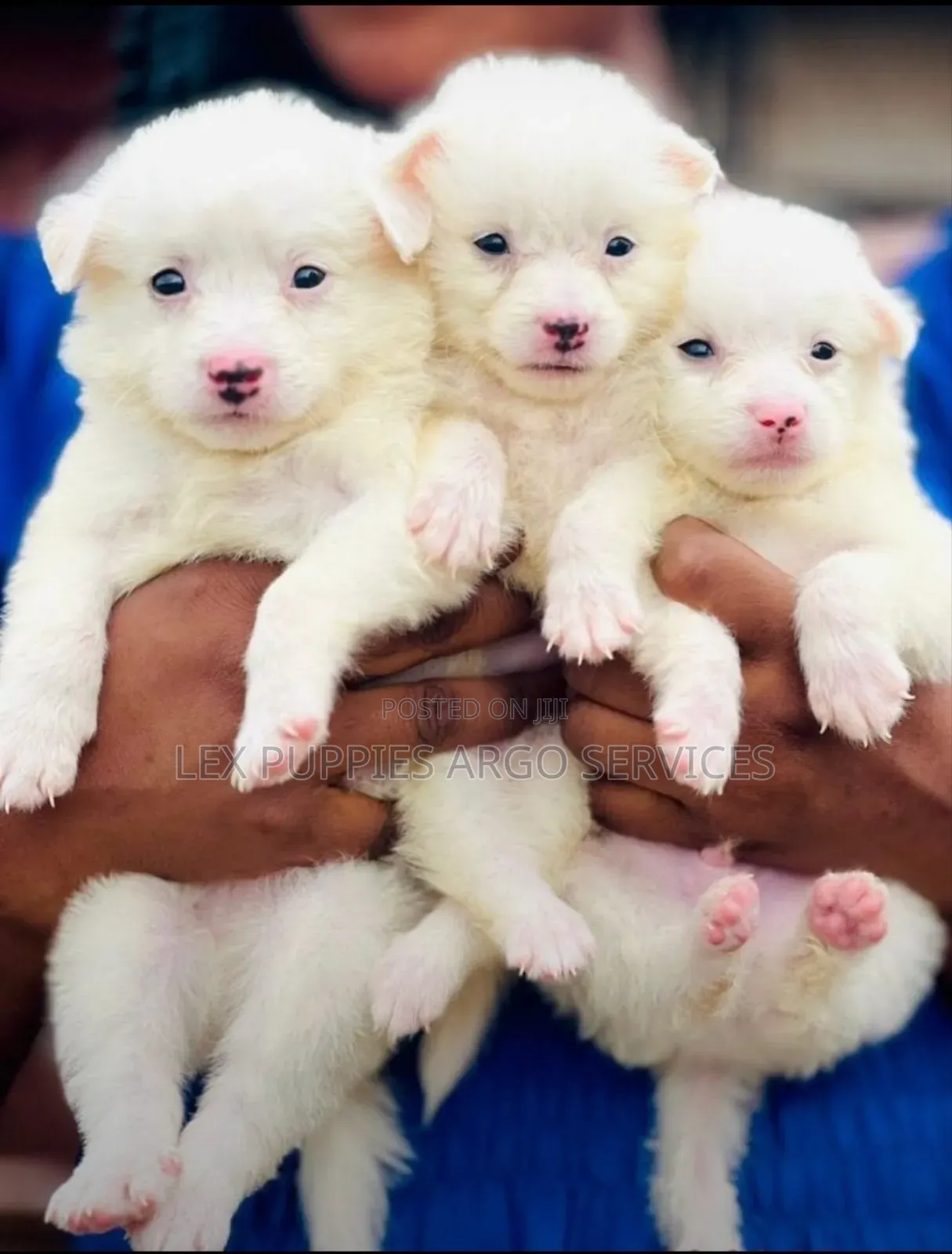 1-3 months Female Purebred American Eskimo