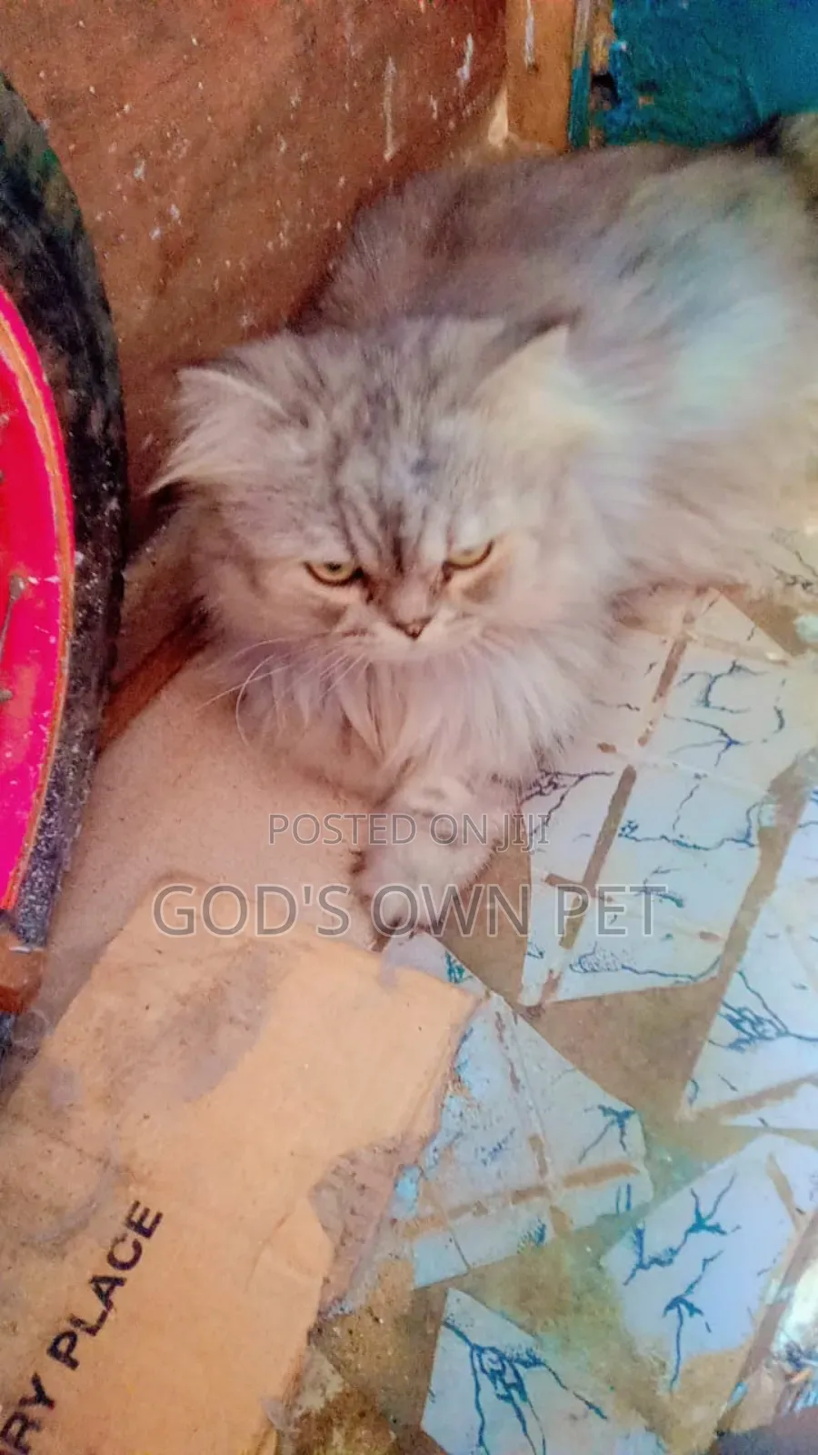 1+ year Male Purebred Persian