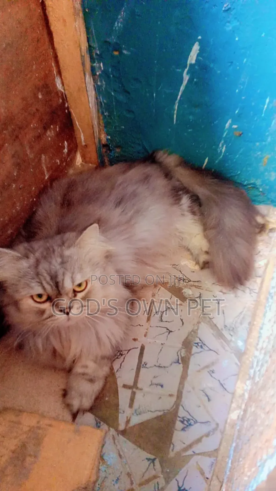 1+ year Male Purebred Persian