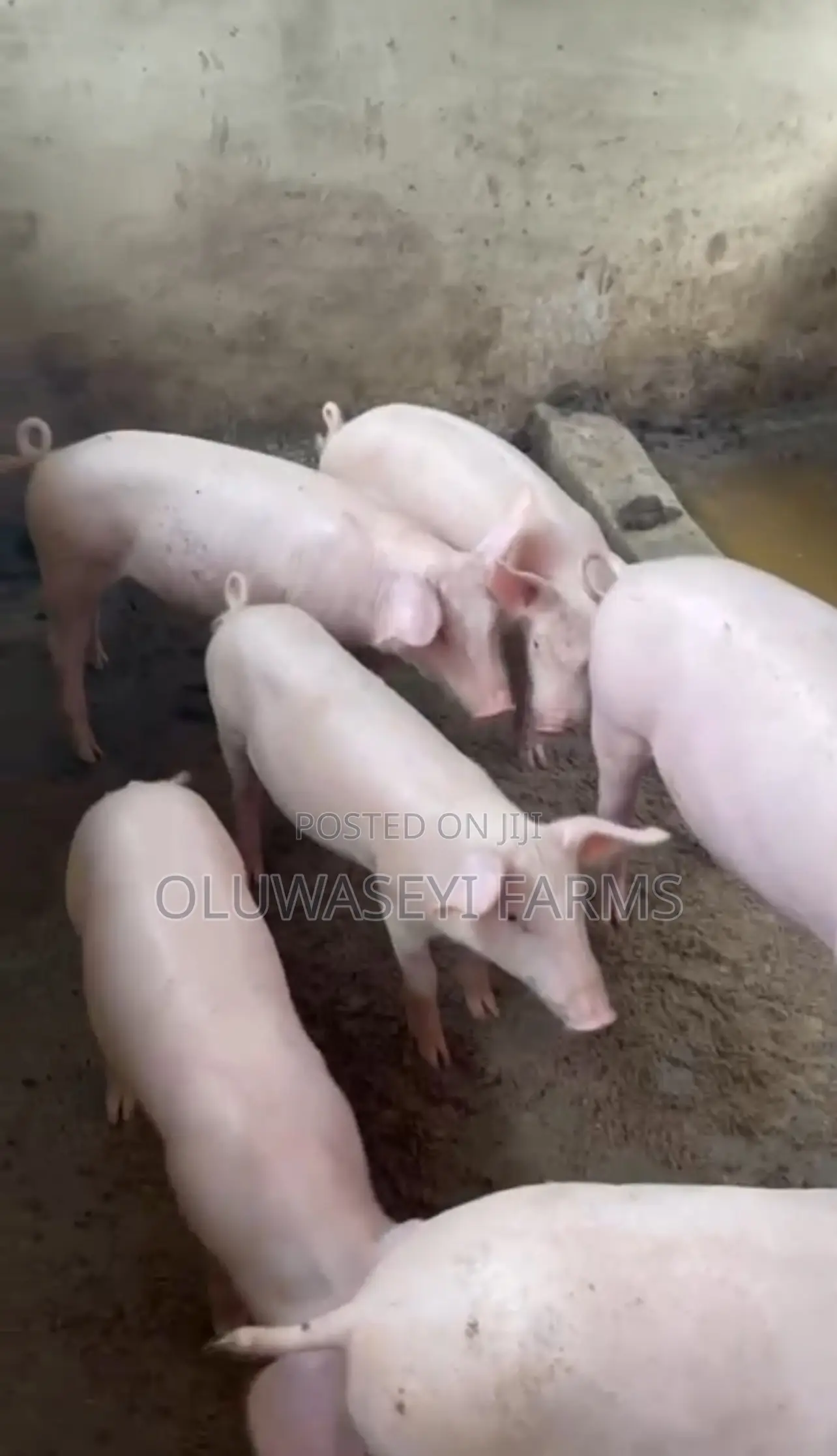 Foreign Tn70 And Hybrid Pigs