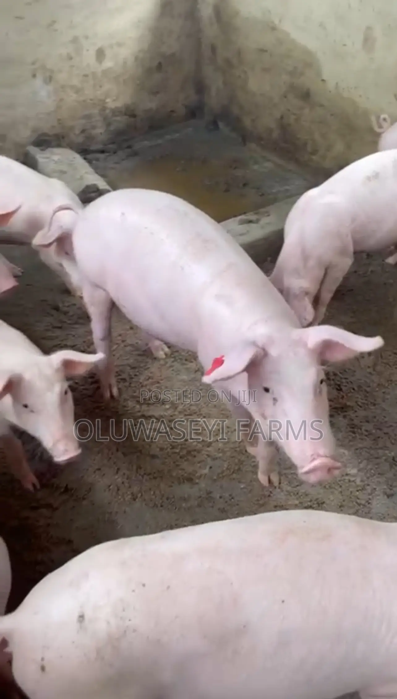 Foreign Tn70 And Hybrid Pigs