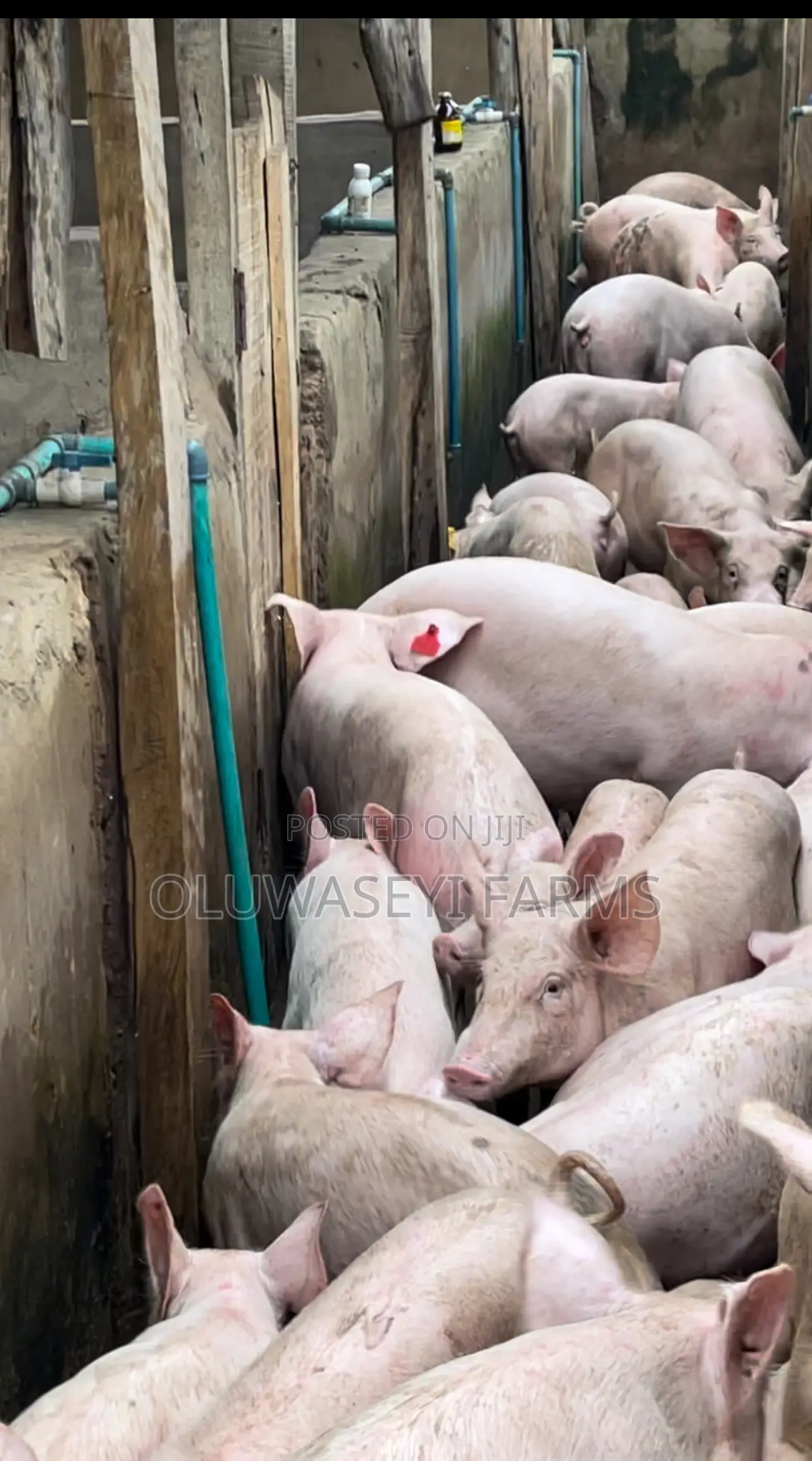 Foreign Tn70 And Hybrid Pigs