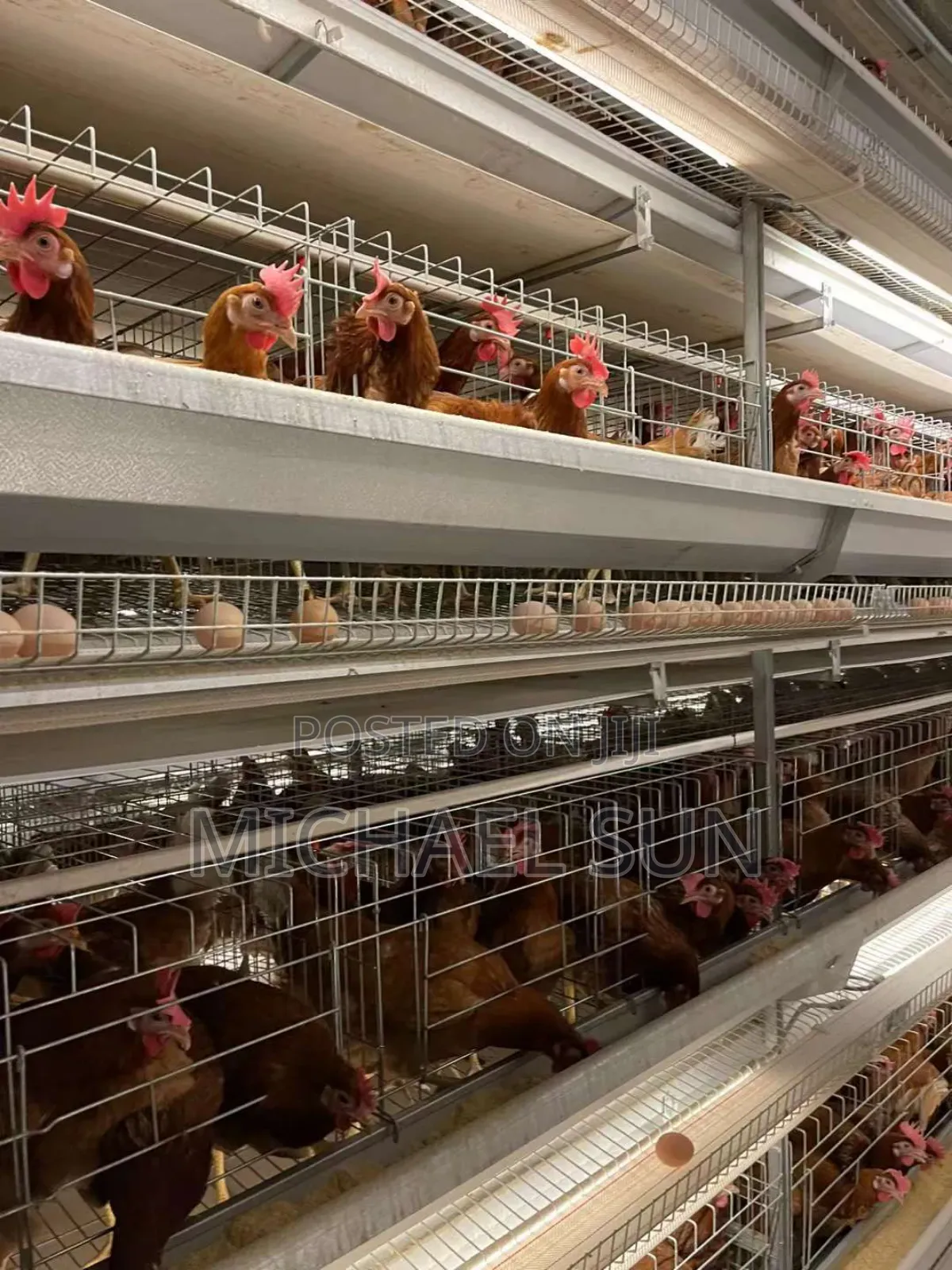 Battery Cage Imported Poultry Cage