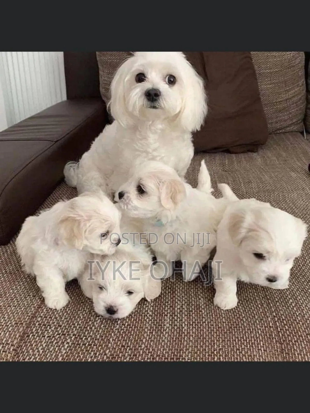 1-3 months Female Purebred Lhasa Apso